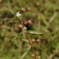 Scleromitrion diffusum (Willd.) R.J.Wang